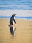 Gentoo Penguin during early morning at the coastline. Falkland Islands, Saunders Island. Art Print